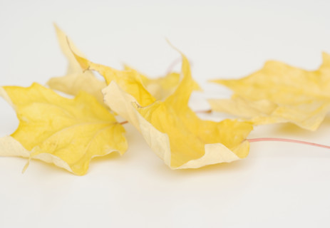 Close up of autumn leaves. Date : 2008