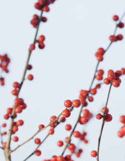 Close up of berries on branches. Date : 2008
