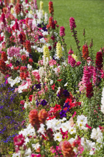 Assorted flowers in garden.
