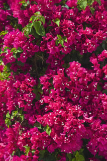 Close up of bougainvillea flowers.