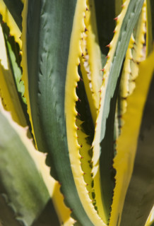 Close up of agave cactus plant.