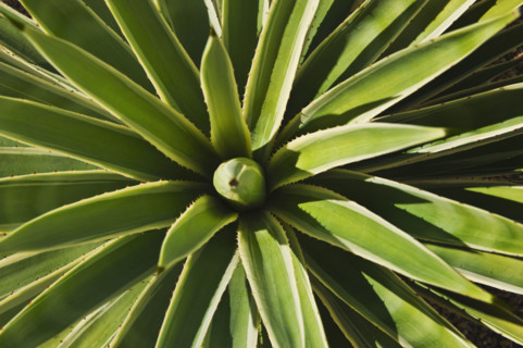 Close up of agave cactus plant.