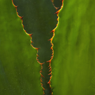 Close up of agave cactus plant.