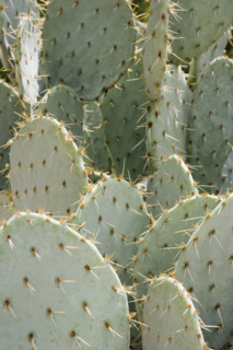 Close up of cactus. Date : 2008