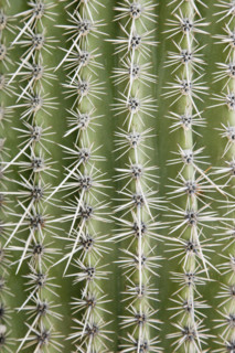 Close up of cactus. Date : 2008