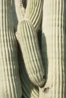 Close up of cactus. Date : 2008