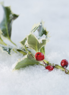 Close up of holly in snow. Date : 2008