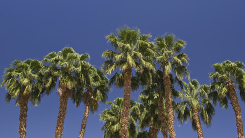 Low angle view of palm trees.