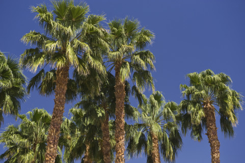 Low angle view of palm trees.