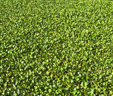 Close up of leaves. Date : 2008