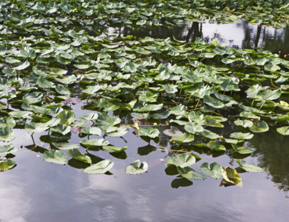 Close up of leaves in water. Date : 2008