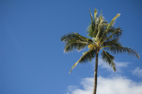 Low angle view of palm tree. Date : 2008