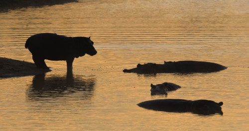 Silhouette of hippopotamus, Greater Kruger National Park, South Africa. Date : 2008