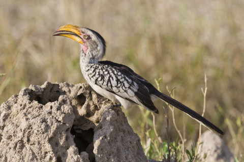 Close up of bird, Greater Kruger National Park, South Africa. Date : 2008