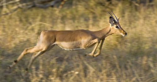 Impala jumping, Greater Kruger National Park, South Africa. Date : 2008