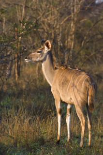 Greater Kudu next to trees, Greater Kruger National Park, South Africa. Date : 2008