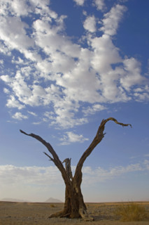 Dead tree, Namib Desert, Namibia, Africa. Date : 2008