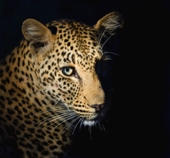 Close up of Leopard, Greater Kruger National Park, South Africa. Date : 2008