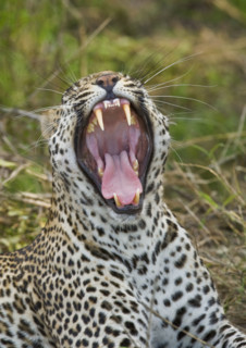 Leopard yawning, Greater Kruger National Park, South Africa. Date : 2008