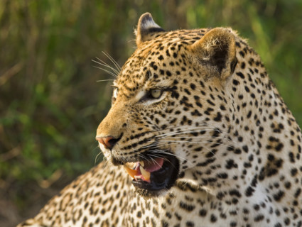 Close up of Leopard, Greater Kruger National Park, South Africa. Date : 2008