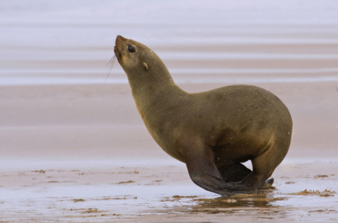 South African Fur Seal on sand, Namibia, Africa. Date : 2008