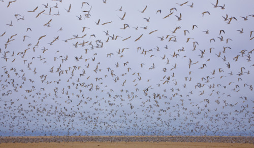 Flock of Damara Terns in flight, Namibia, Africa. Date : 2008