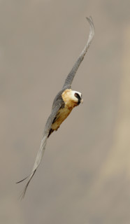 Close up of Lammergeier (Bearded Vulture) in flight, Drakensberg Mountain Range, South Africa. Date