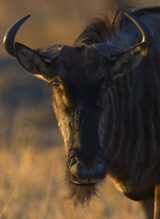 Close up of Blue Wildebeest (Brindled Gnu), Greater Kruger National Park, South Africa. Date : 2008