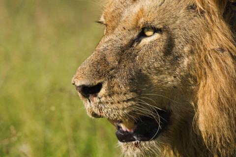 Close up of male lion, Greater Kruger National Park, South Africa. Date : 2008