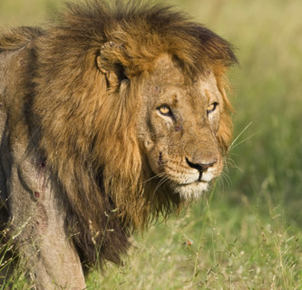 Close up of male lion, Greater Kruger National Park, South Africa. Date : 2008
