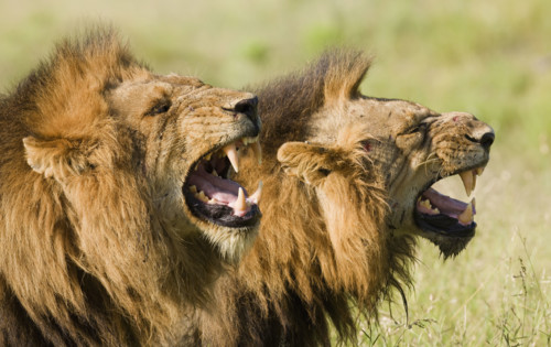Male lions roaring, Greater Kruger National Park, South Africa. Date : 2008