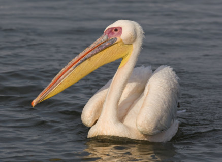 Great White Pelican floating in water, Namibia, Africa. Date : 2008