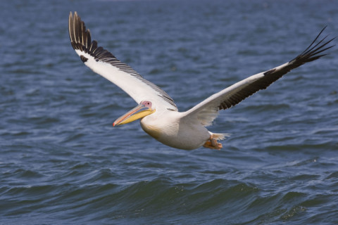 Great White Pelican flying over water, Namibia, Africa. Date : 2008