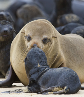 South African Fur Seal, mother and baby, Namibia, Africa. Date : 2008