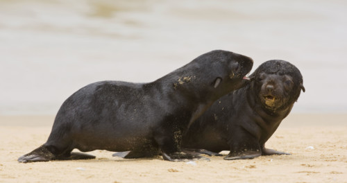 Baby South African Fur Seals on sand, Namibia, Africa. Date : 2008