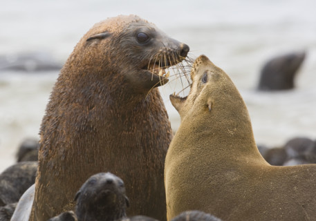 Parents and baby seals, South African Fur Seal, Namibia, Africa. Date : 2008