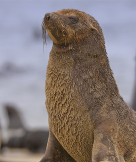 Close up of South African Fur Seal, Namibia, Africa. Date : 2008
