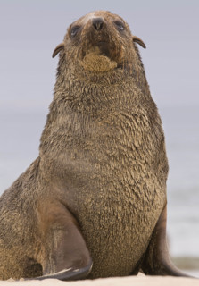 Close up of South African Fur Seal, Namibia, Africa. Date : 2008