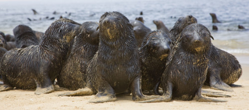 Close up of baby South African Fur Seals, Namibia, Africa. Date : 2008