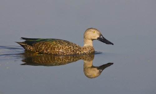 Cape Shoveler swimming in water, Marievale Bird Sanctuary, South Africa. Date : 2008