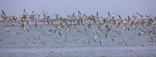 Damara Terns flying over water, Namibia, Africa. Date : 2008