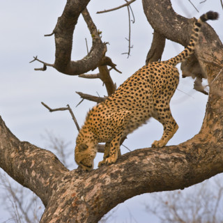 Cheetah in tree, Greater Kruger National Park, South Africa. Date : 2008