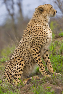 Close up of cheetah, Greater Kruger National Park, South Africa. Date : 2008