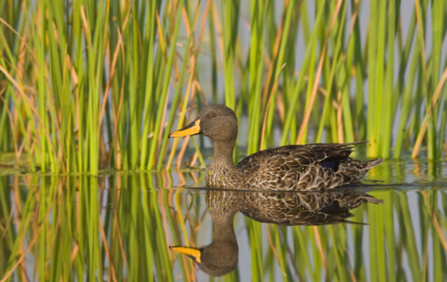 Yellow-Billed Duck swimming in water, Marievale Bird Sanctuary, South Africa. Date : 2008