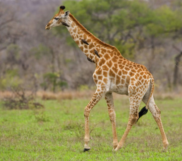 Giraffe walking, Greater Kruger National Park, South Africa. Date : 2008