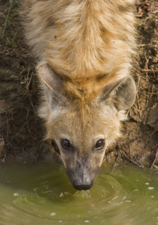 Close up of Spotted Hyaena, Greater Kruger National Park, South Africa. Date : 2008