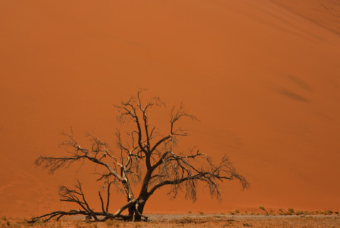 Tree in front of sand dune, Namib Desert, Namibia, Africa. Date : 2008