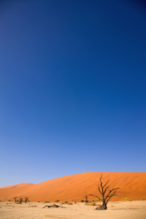 Dead tree in front of sand dune, Namib Desert, Namibia, Africa. Date : 2008