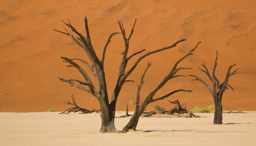 Dead trees, Namib Desert, Namibia, Africa. Date : 2008