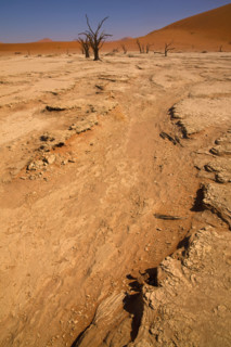 Dried riverbed, Namib Desert, Namibia, Africa. Date : 2008
